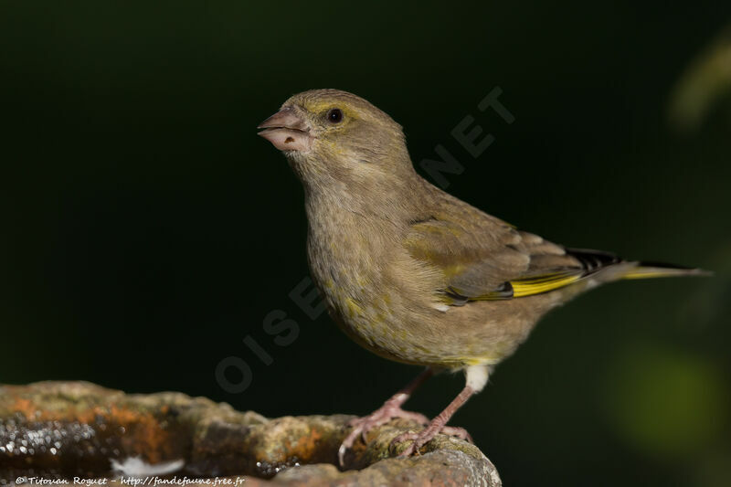 Verdier d'Europe femelle, identification