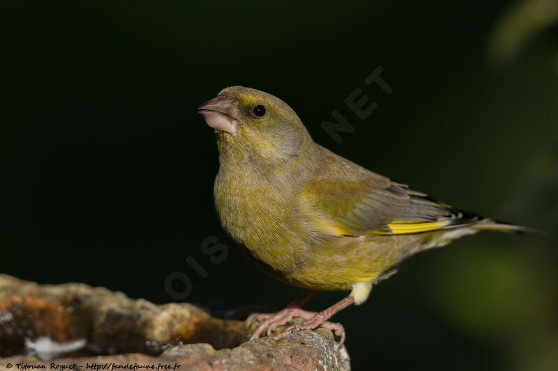 European Greenfinch male adult, identification