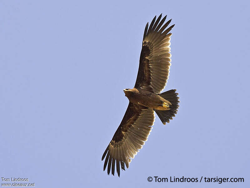 Greater Spotted Eagleimmature, Flight