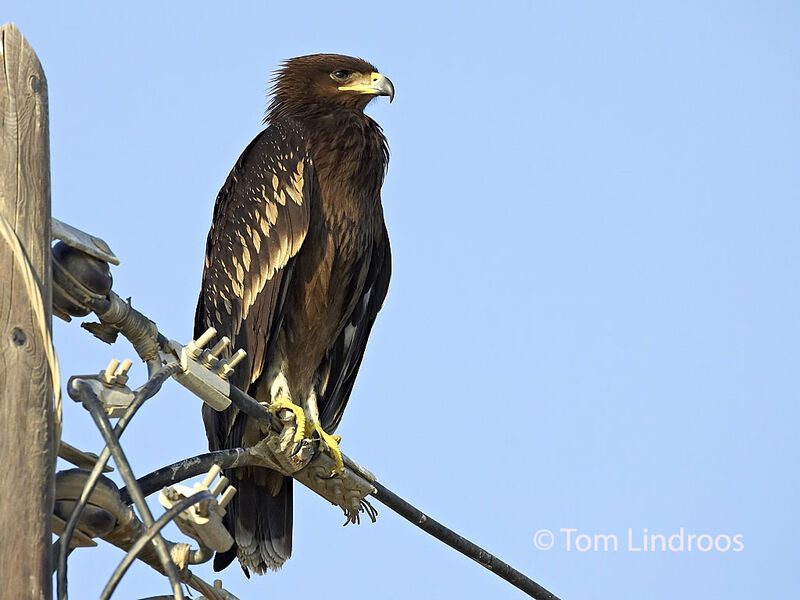 Aigle criard1ère année