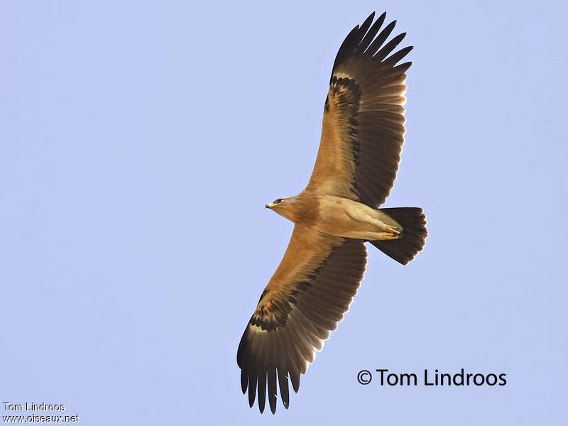 Aigle criard1ère année, Vol