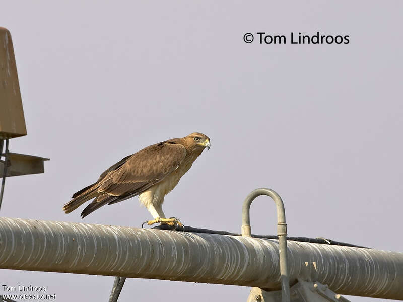 Bonelli's EagleFirst year, identification