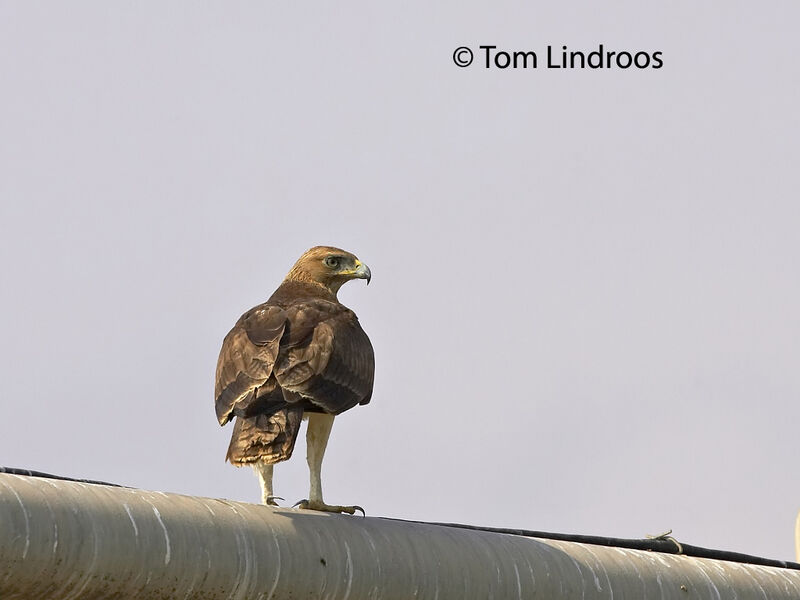 Aigle de Bonelli1ère année