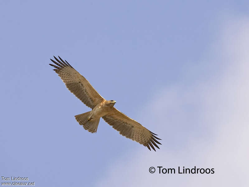 Aigle de Bonelli1ère année, identification