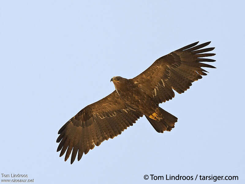 Aigle des steppesadulte, Vol