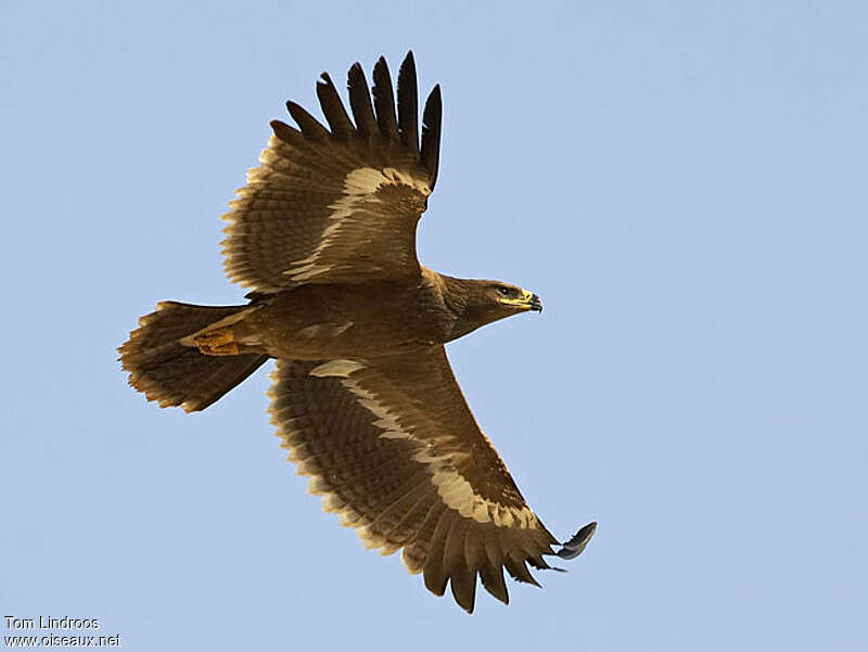 Aigle des steppes1ère année, Vol