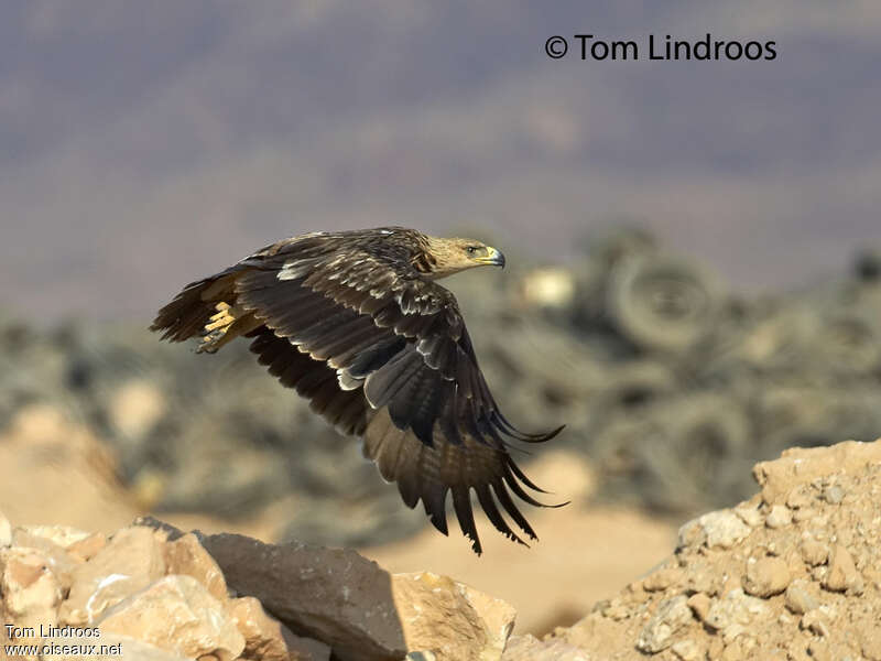 Aigle impérial2ème année, Vol