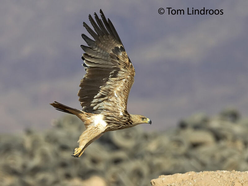 Eastern Imperial EagleSecond year