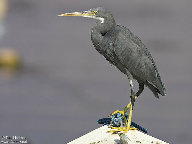 Western Reef Heron