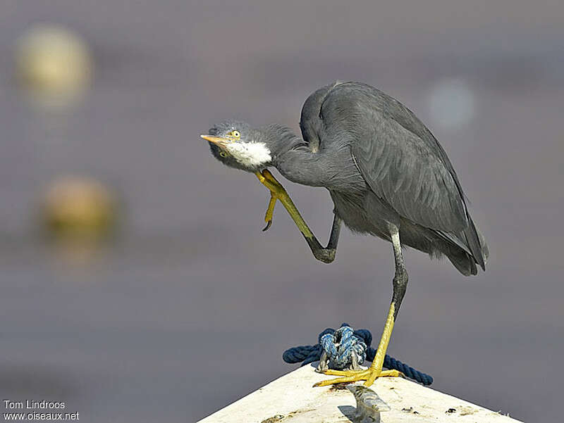 Western Reef Heronadult, care