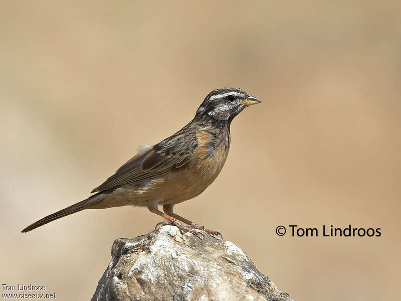 Cinnamon-breasted Bunting female adult, identification