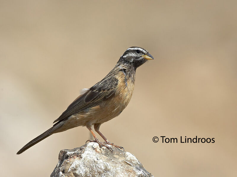 Cinnamon-breasted Bunting female