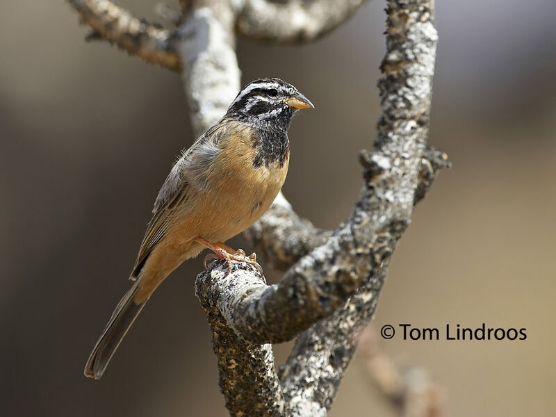 Cinnamon-breasted Bunting male