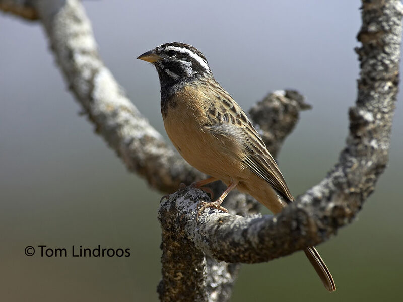 Cinnamon-breasted Bunting male