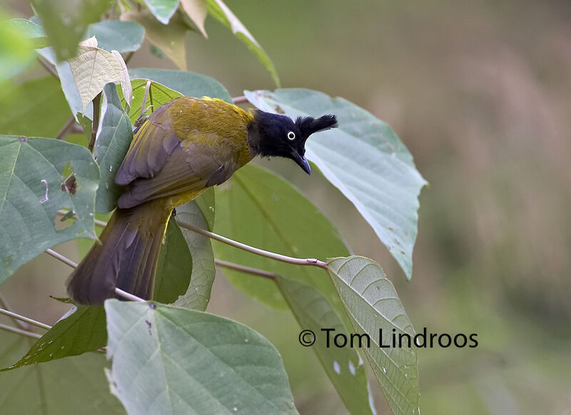 Bulbul à huppe noireadulte