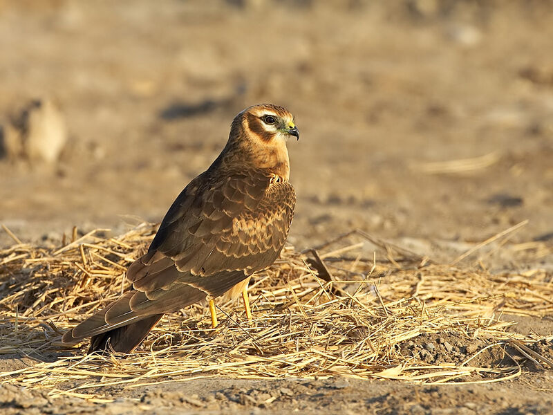 Montagu's Harrier female First year