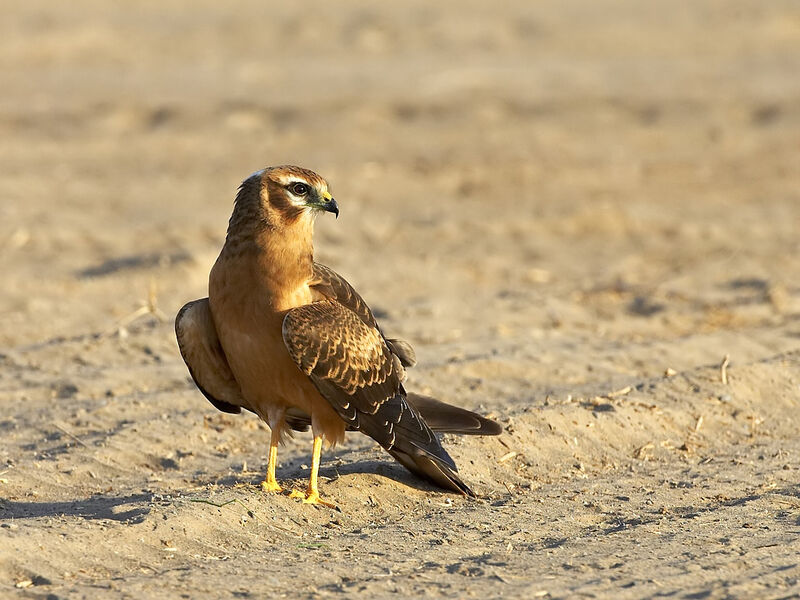 Montagu's Harrier female First year