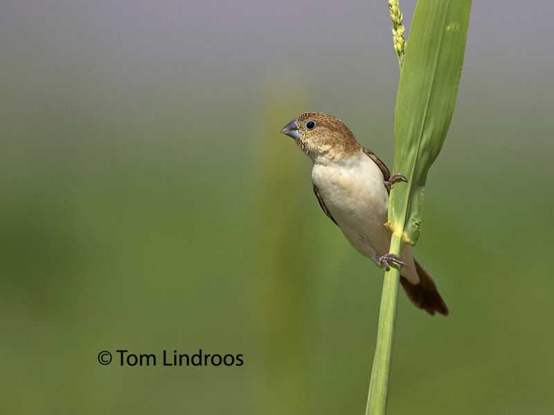 African Silverbill