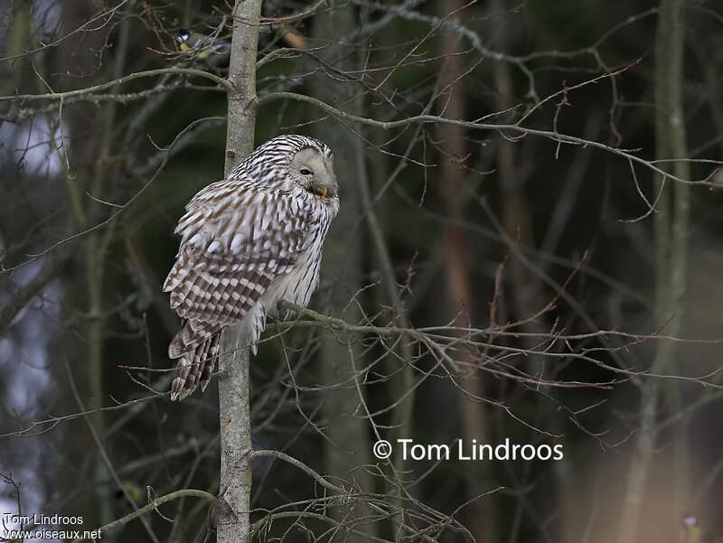 Ural Owladult, identification