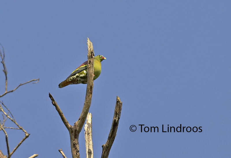 Thick-billed Green Pigeonadult