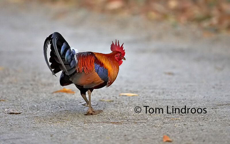 Red Junglefowl male