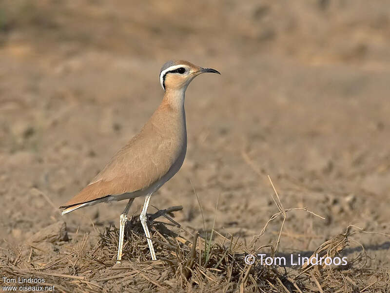 Cream-colored Courseradult breeding, identification