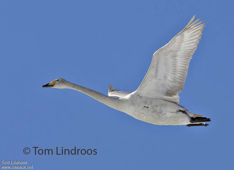 Whooper Swanadult, Flight