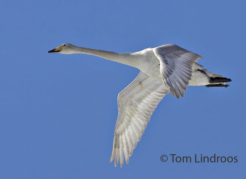 Cygne chanteur2ème année