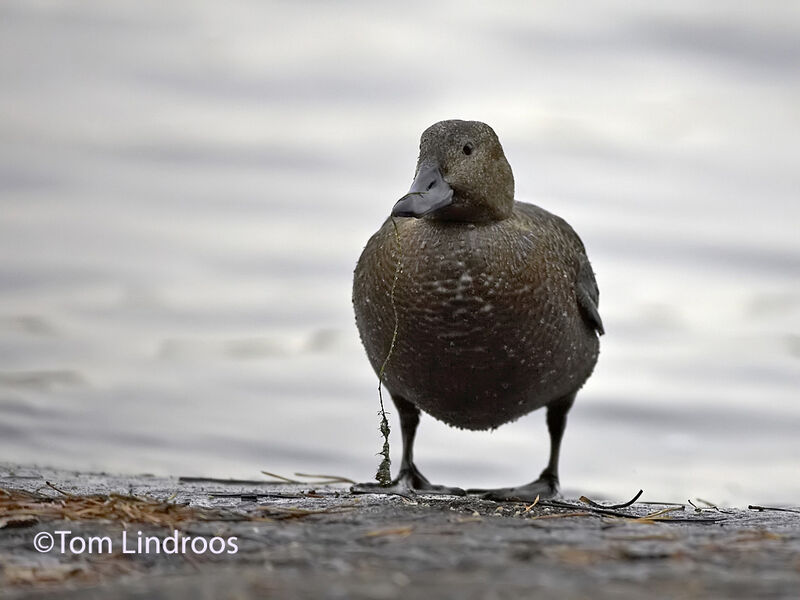 Eider de Steller1ère année