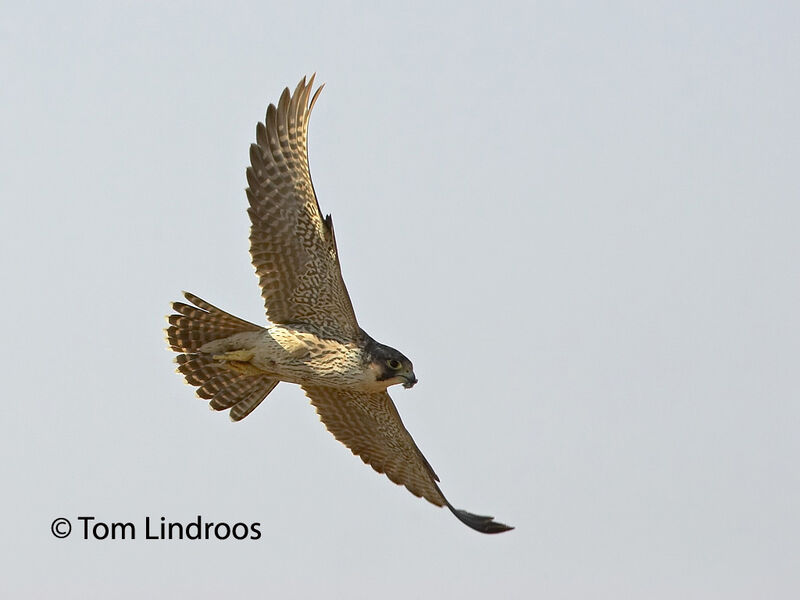 Peregrine Falcon (pelegrinoides)