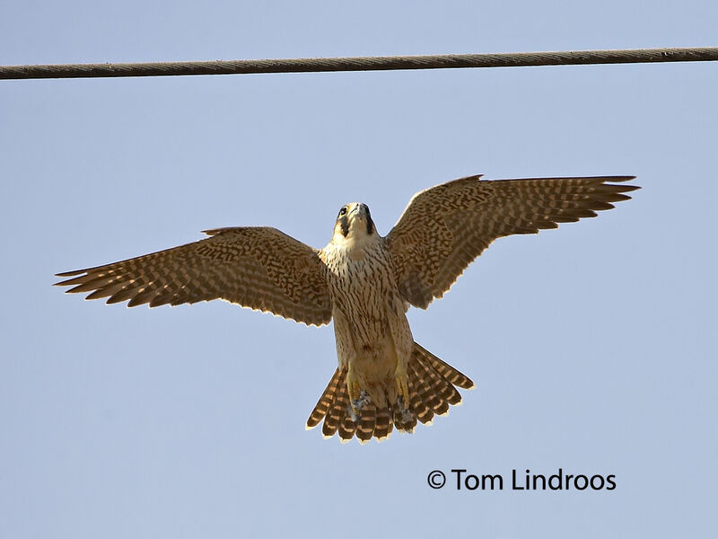 Peregrine Falcon (pelegrinoides)First year