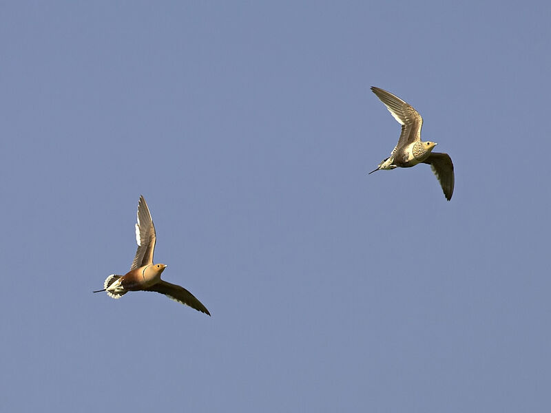 Chestnut-bellied Sandgrouse 