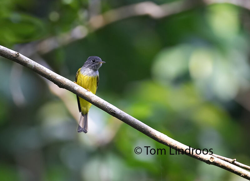 Grey-headed Canary-flycatcher