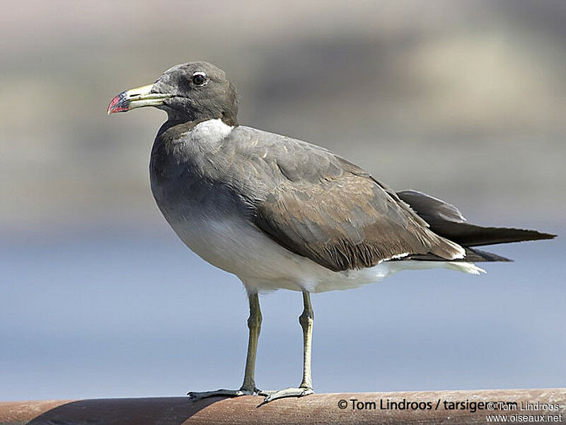 Sooty Gull