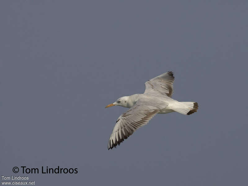 Slender-billed GullFirst year, Flight