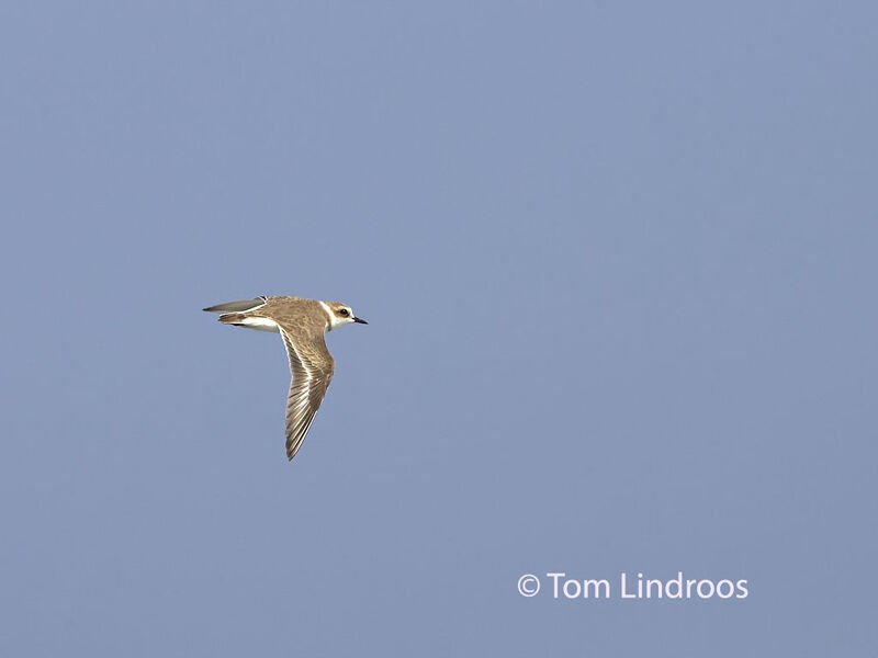 Kentish Plover