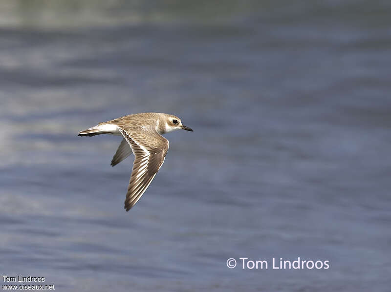 Greater Sand Ploveradult post breeding, pigmentation, Flight