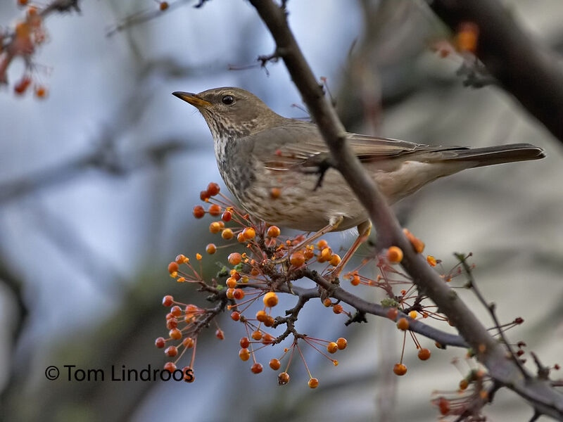 Black-throated ThrushFirst year