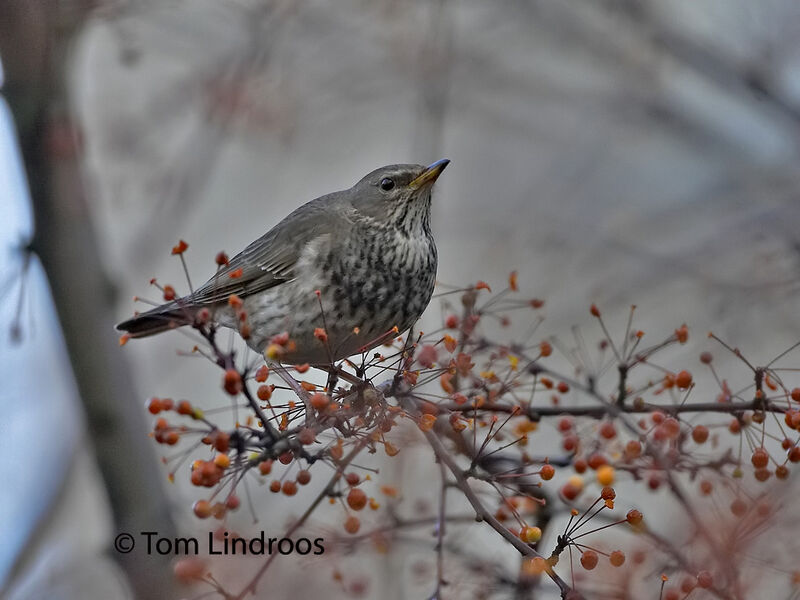 Black-throated ThrushFirst year