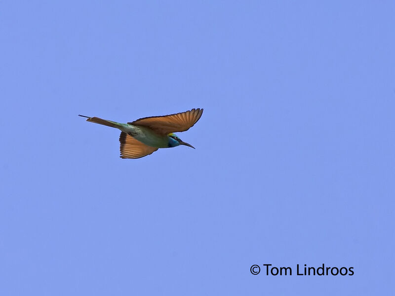 Asian Green Bee-eater