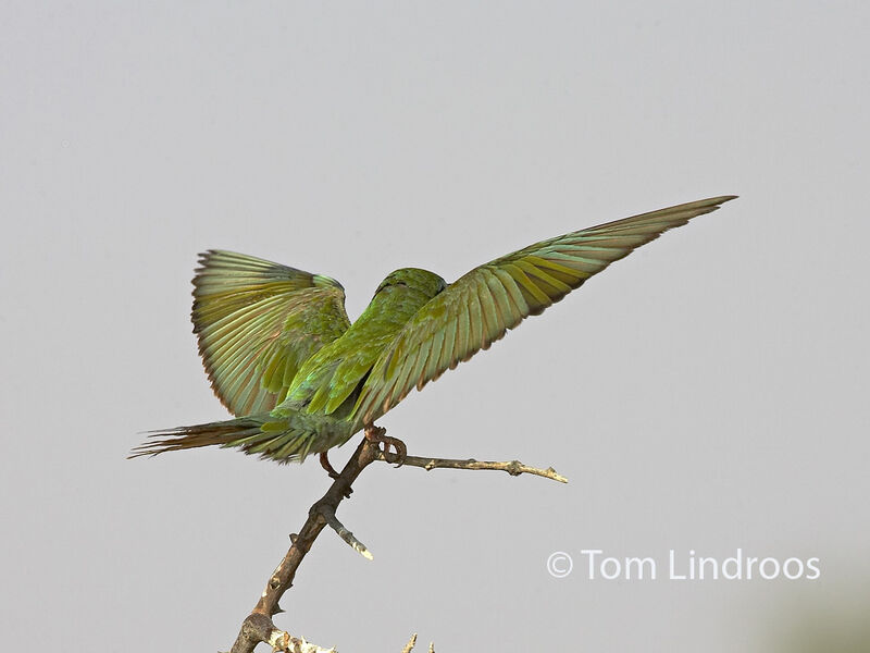 Blue-cheeked Bee-eater