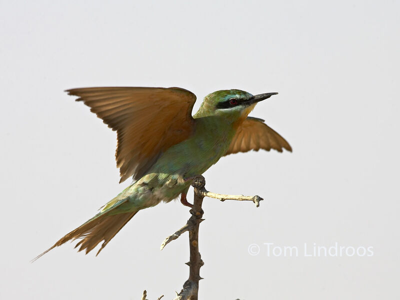 Blue-cheeked Bee-eater