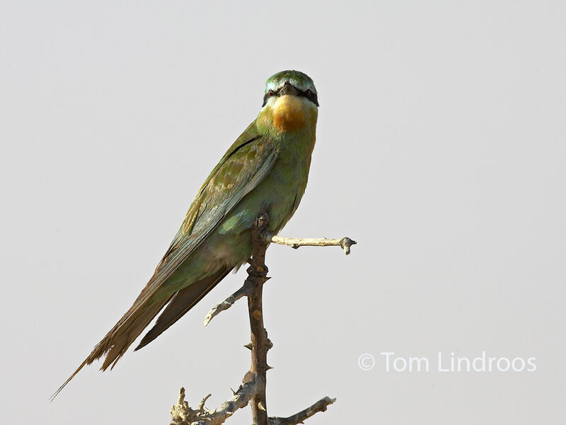 Blue-cheeked Bee-eater