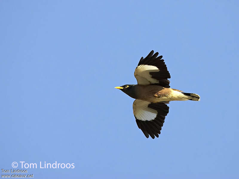 Common Mynaadult, Flight