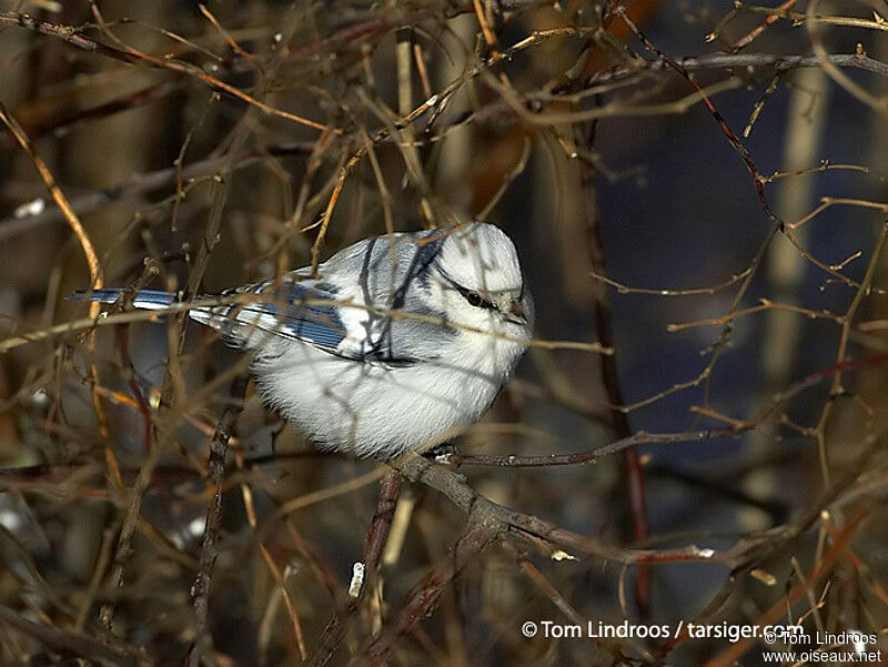 Azure Tit