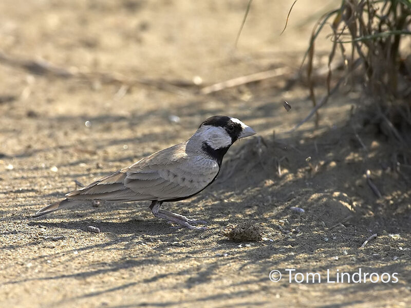 Black-crowned Sparrow-Lark male