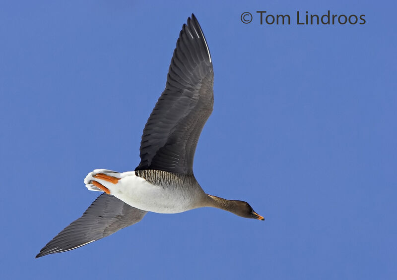 Taiga Bean Goose