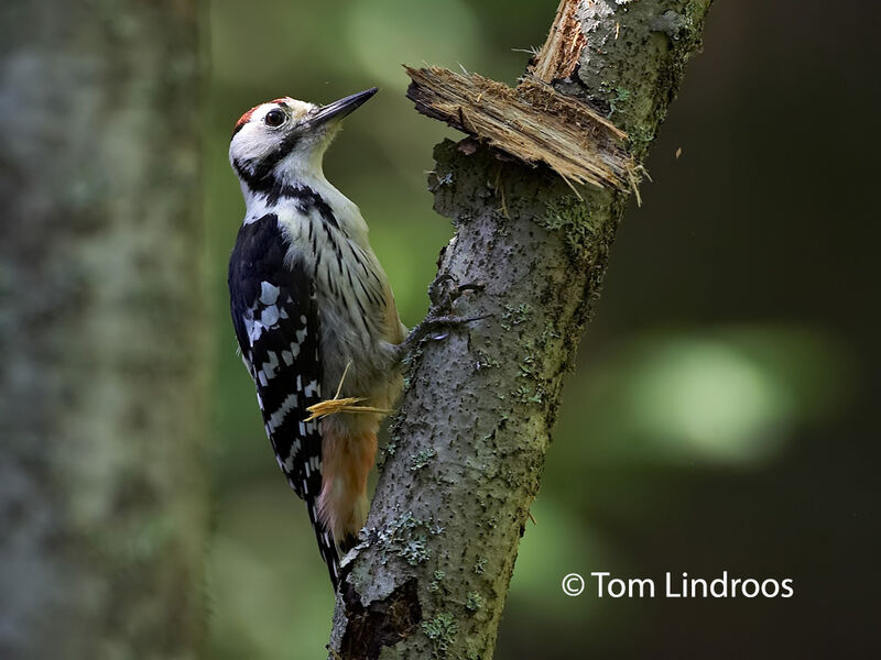 White-backed WoodpeckerFirst year