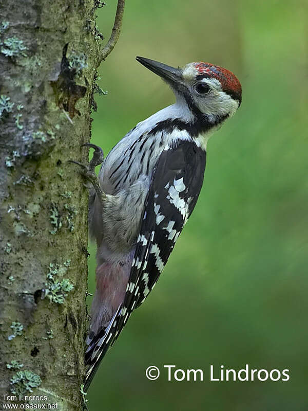 White-backed Woodpecker male, identification