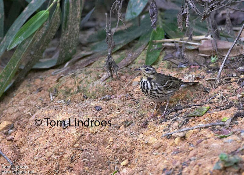 Pipit à dos olive, pigmentation